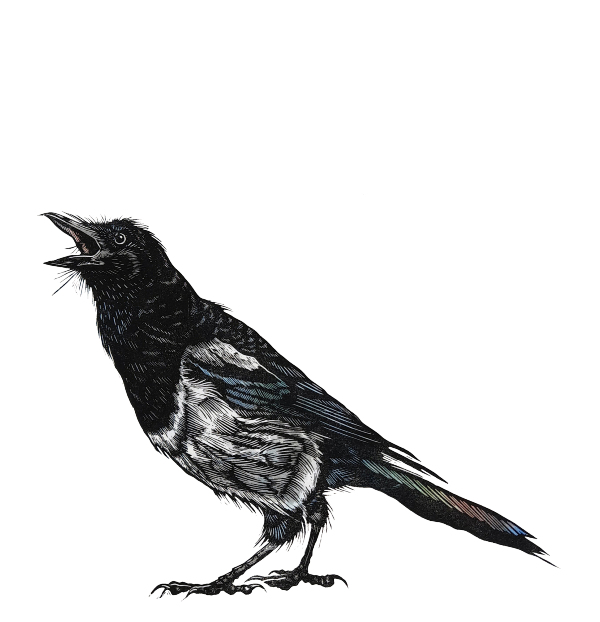 Magpie III